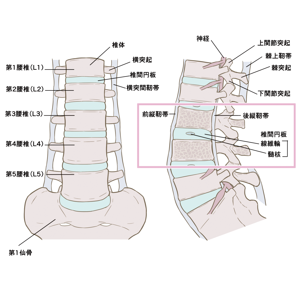 腰椎の構造を示す解剖イラスト