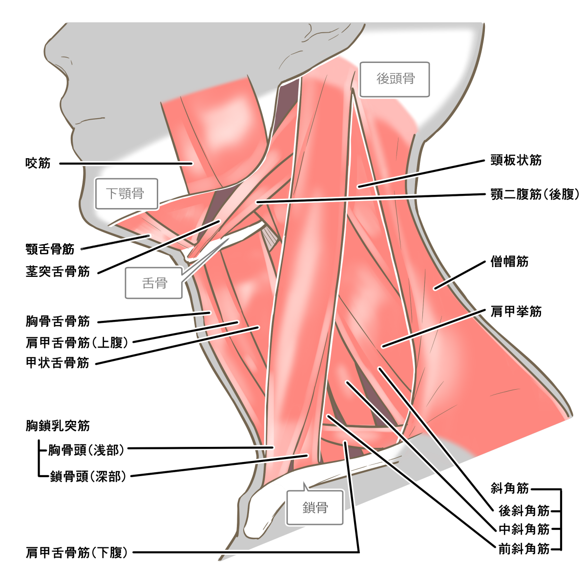 頸部の骨格と筋肉を示す解剖イラスト