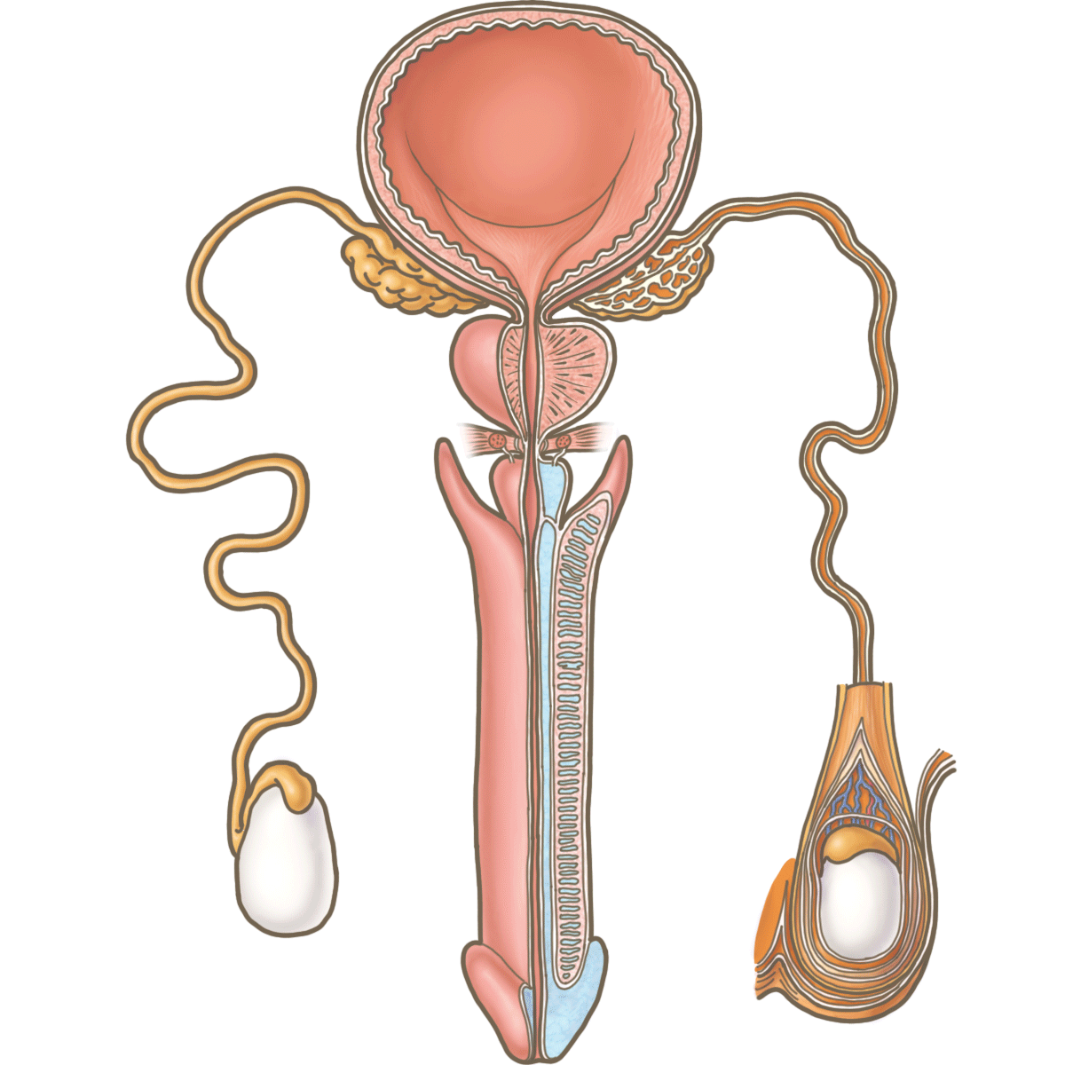 男性生殖器の解剖のイラスト