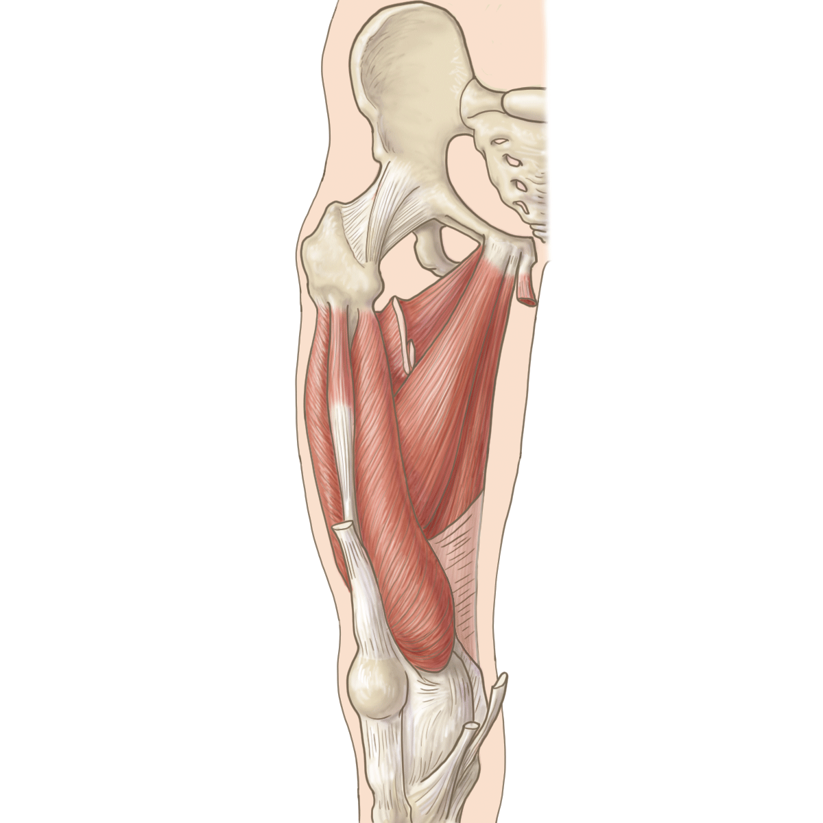 内転筋群 ― adductor magnus・longus・brevis