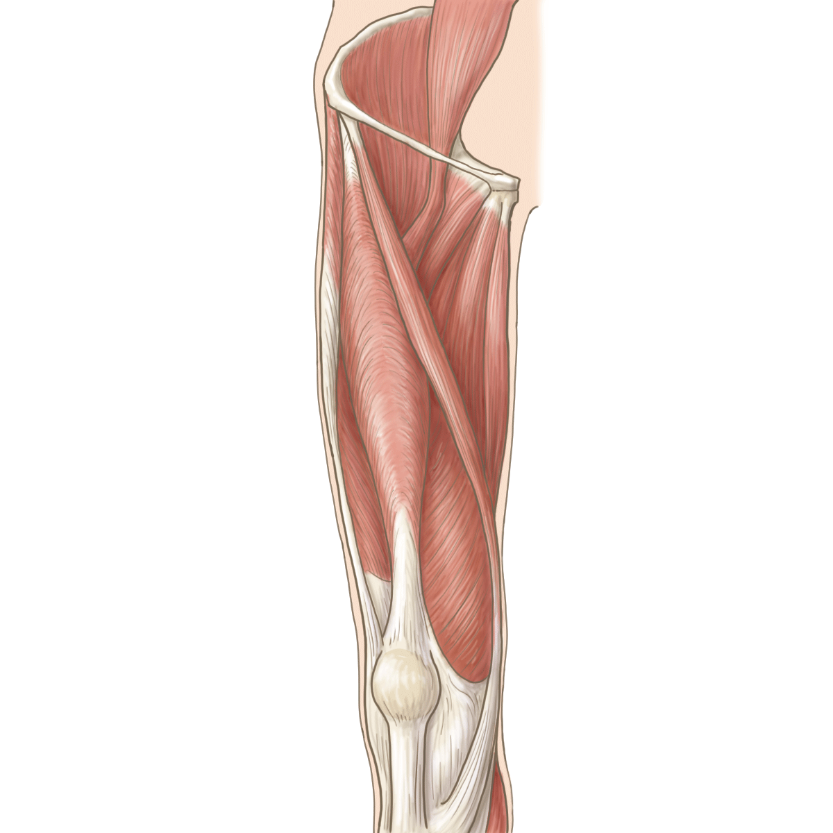大腿前面 ― rectus femoris と vastus 群