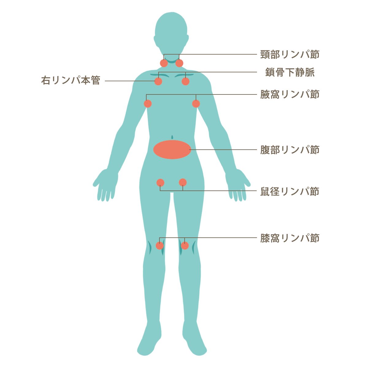 全身のリンパ節の位置を示す解剖図