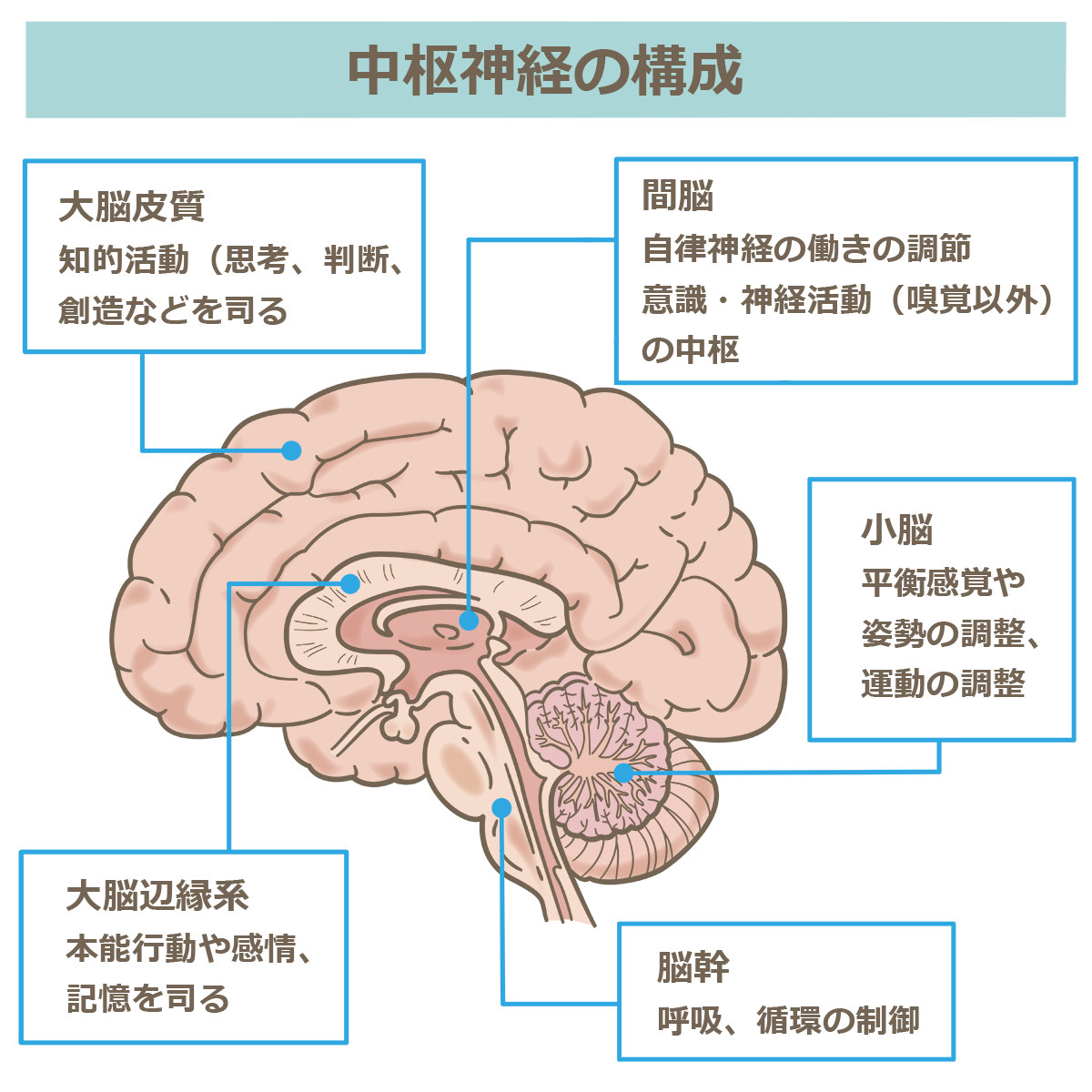 中枢神経の構成 ― 大脳・小脳・脳幹・脊髄