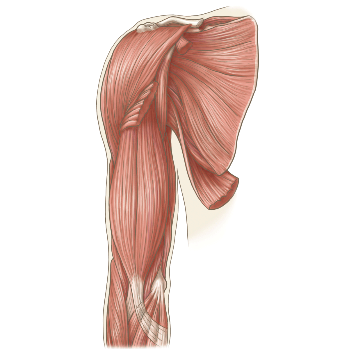 上腕前面の筋 ― musculus biceps brachii(上腕二頭筋)の長頭と短頭